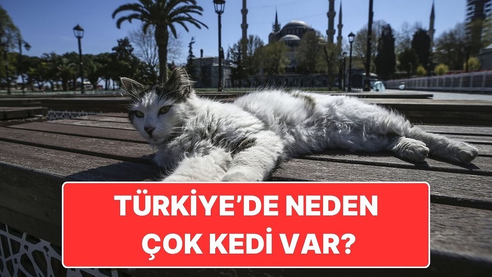 Biz Kedi Ülkesiyiz: Türkiye'de Bu Kadar Çok Kedi Olmasının Ardındaki Tarihi Sebep