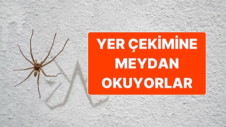 Örümcekler Nasıl Oluyor Da Yer Çekimine Rağmen Duvardan ve Tavandan Düşmüyor?