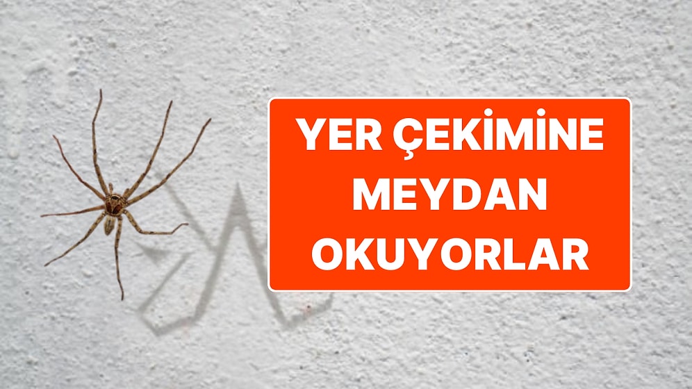Örümcekler Nasıl Oluyor Da Yer Çekimine Rağmen Duvardan ve Tavandan Düşmüyor?