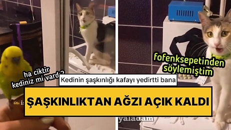 Balkondan Giren Muhabbet Kuşunu Görünce Şaşkınlıktan Ağzı Açık Kalan Kedi O Anlarıyla Güldürdü