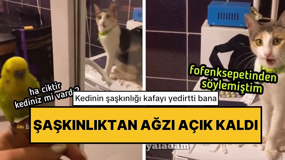 Balkondan Giren Muhabbet Kuşunu Görünce Şaşkınlıktan Ağzı Açık Kalan Kedi O Anlarıyla Güldürdü