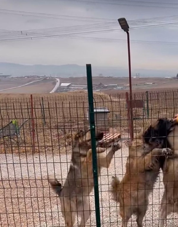 Dilan Polat’ın avukatı yaptığı açıklamada “Köpeğe takılı olan Çip henüz hanımefendi adına kayıtlı olduğu için müvekkilin tüm ısrarlarına neredeyse yalvarmasına karşın köpek maalesef aileden geri alınmıştır" dedi. İşte o açıklama: