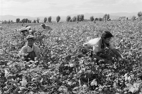 Çukurova’daki okaliptus ağaçlarının hikayesi, 1861 yılında başlayan Amerikan İç Savaşı’na kadar uzanıyor. Kölelerin çalıştırıldığı pamuk plantasyonlarının durma noktasına gelmesi, İngiltere’yi yeni pamuk kaynakları aramaya yönlendirdi.