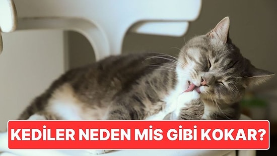 Kediler Tavuklu ve Balıklı Mamalarla Beslenmesine Rağmen Neden Mis Gibi Kokuyor?