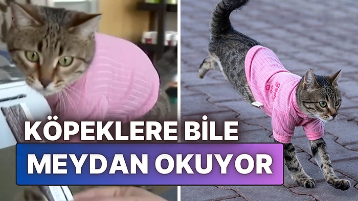 Üç Bacaklı Tatlı Kedi "Tripod" Hayata Tutundu: Esnafın Maskotu Oldu!