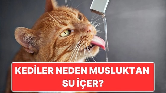 Kediler Su Kapları Temiz Olsa Bile Neden Israrla Musluktan Su İçer?