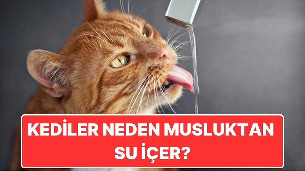 Kediler Su Kapları Temiz Olsa Bile Neden Israrla Musluktan Su İçer?