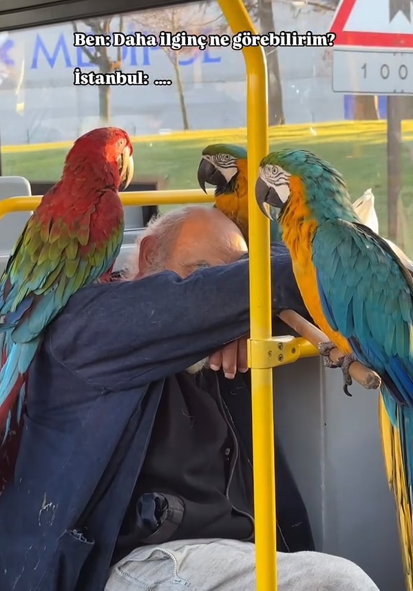 Dört papağanıyla birlikte otobüse binen amcamız, papağanlarının türü gereği çokça dikkat çekiyor.