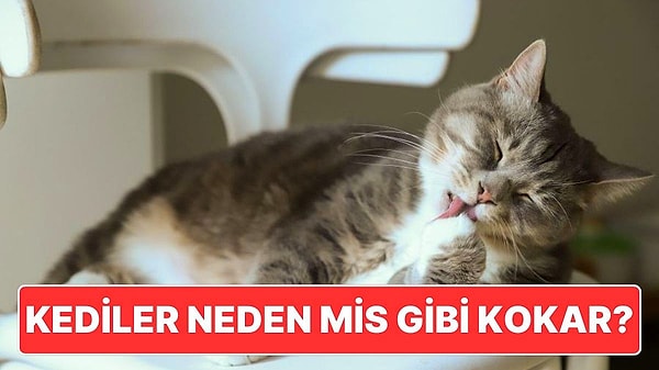 6. Kediler Tavuklu ve Balıklı Mamalarla Beslenmesine Rağmen Neden Mis Gibi Kokuyor?