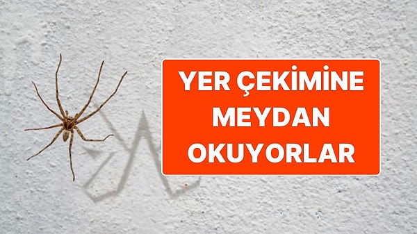 15. Örümcekler Yer Çekimine Rağmen Neden Duvardan Düşmüyor?