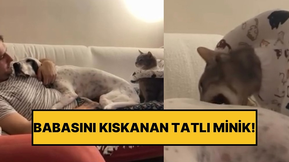 Sahibiyle Yatan Köpeği Kıskanan Kedinin Onu Isırdığı Anlar Güldürdü