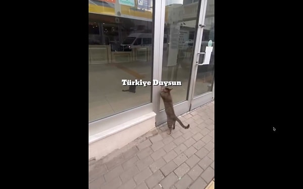 Hafta sonu kapalı olduğu için içerde kalan kedinin ve annesinin o anları izleyenlerin kalbini acıttı.