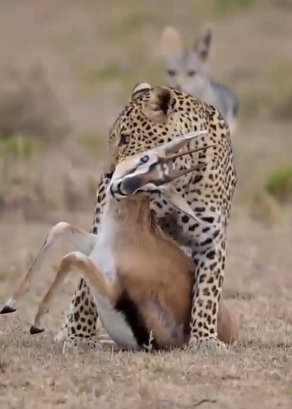 11. ''Leopar, çakalın bakışları altında bir ceylanı avlıyor''