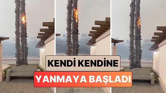 Kaliforniya'da Yangının Olduğu Bölgeden Çok Uzakta Olan Bir Adam Ağacının Birden Alev Aldığı Anları Paylaştı