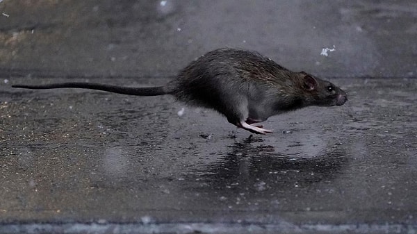 Ancak sorunun kökeninde yatan nedenler ve alınan önlemler farelerin hızla yayılmasını durdurmaya yetmiyor. Paris’te kişi başına 1,5 ila 2 fare düştüğü tahmin ediliyor; bu yaklaşık 4 milyon fare demek. Norveç fareleri olarak bilinen bu kemirgenler kentin altyapısına kolayca uyum sağlıyor.