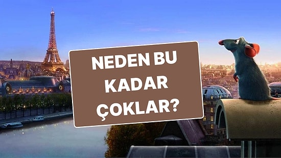 Fransa'nın Başkenti Paris'te Neden Bu Kadar Çok Fare Var?