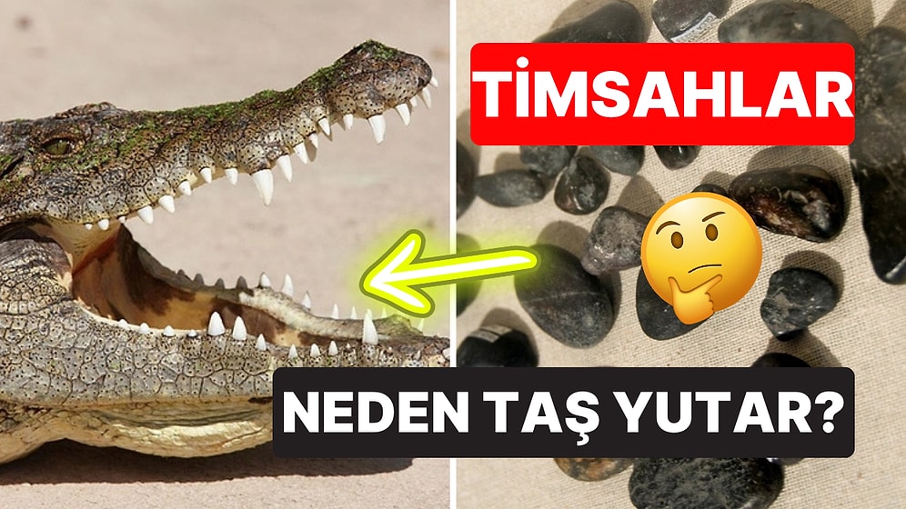 Timsahların Kasıtlı Olarak Taş Yutmasının Arkasındaki İlginç Sebebi Öğrenmelisiniz!