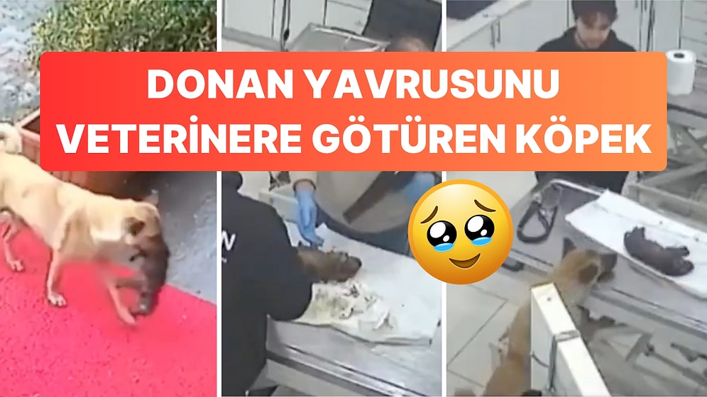 İstanbul'da Bir Köpek Kalbi Duran Yavrusunu Veterinere Getirdi, Hayatını Kurtardı