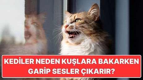 Kediler Neden Kuşlara Bakınca "Ekekeke" Gibi Garip Sesler Çıkarır?