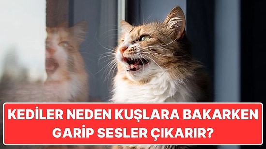 Kediler Neden Kuşlara Bakınca "Ekekeke" Gibi Garip Sesler Çıkarır?