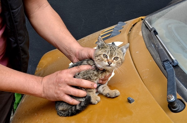 Yeni kontak kapatan araçların motorları hala sıcak olduğu için kaputun altına sığınıyorlar. İşte, bu yüzden soğuk havalarda aracınızı çalıştırmadan önce kaputa mutlaka birkaç kez vurmalısınız.