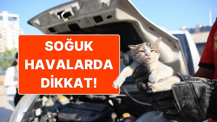 Soğuk Havalarda Arabanızın Motoruna Giren Kediler İçin Ne Yapmalısınız?