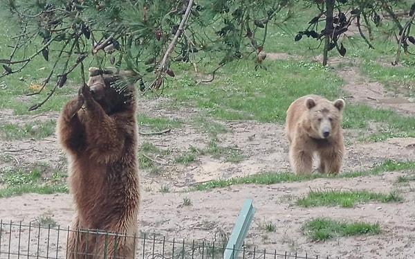 Bölgede ayı ile karşılaştığını belirten Boğazköy Mahalle Muhtarı Şenol Kuş, "Köy girişinde sabah saatlerinde ayıyı gördüm. Önümüzden geçti. Bizi görünce koşarak uzaklaştı. Bütün köy ve çevredeki vatandaşları duyarlı olup jandarma ve orman ekiplerine haber vermesini istiyorum. Bizim köyde ve civar köylerde camilerden anons yapıldı" dedi.