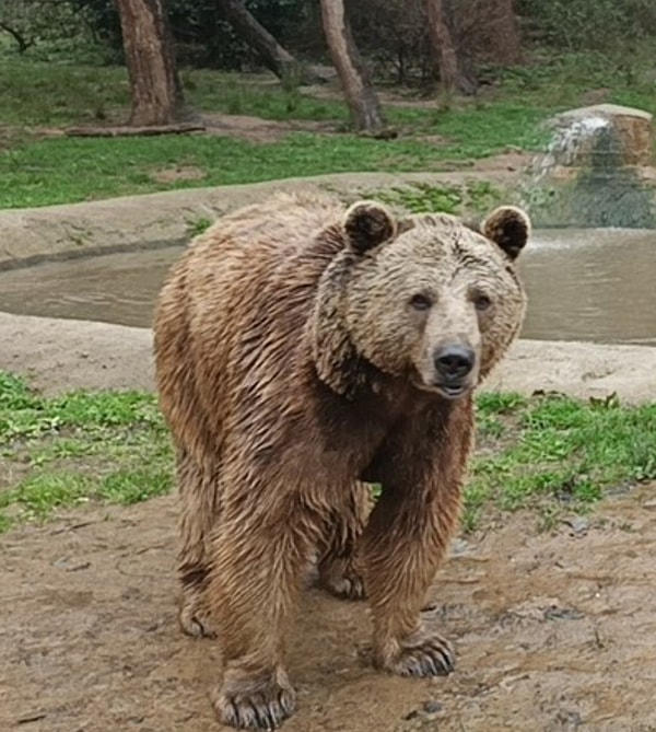 Firardaki ayı sabah saatlerinde yakındaki Boğazköy'de evlerin bahçelerinde ve çöp kutularında yiyecek ararken görüntülendi. Güvenlik kamerasını inceleyen ekipler ayının uzaklaştığı bölgede araştırma yapıyor. Öte yandan civar köylerdeki camilerden anonslar yapılırken, orman ve jandarma ekipleri bölgede çalışmalarını sürdürüyor.