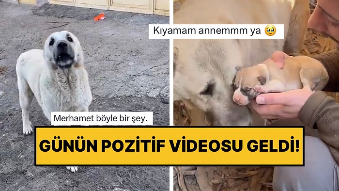 Adeta Yardım İstedi: Yoldan Geçen İnsanları Gören Anne Köpek Onları Yavrusunun Yanına Götürdü