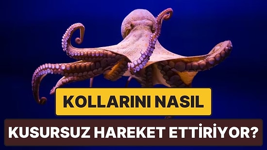 Ahtapotlar Nasıl Oluyor da 8 Kollarının 8'ini de Kusursuz Bir Şekilde Kontrol Edebiliyor?