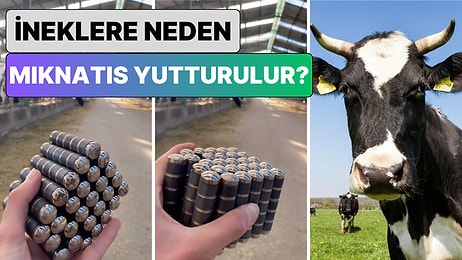 Bir Veteriner Hekim Açıkladı: İneklere Neden Mıknatıs Yutturulur?