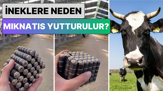 Bir Veteriner Hekim Açıkladı: İneklere Neden Mıknatıs Yutturulur?