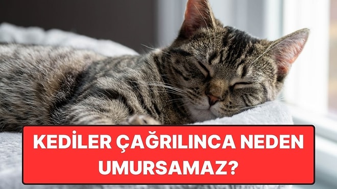 Kediler İsimleriyle Çağırdığımızda Neden Israrla Bizi Umursamaz?