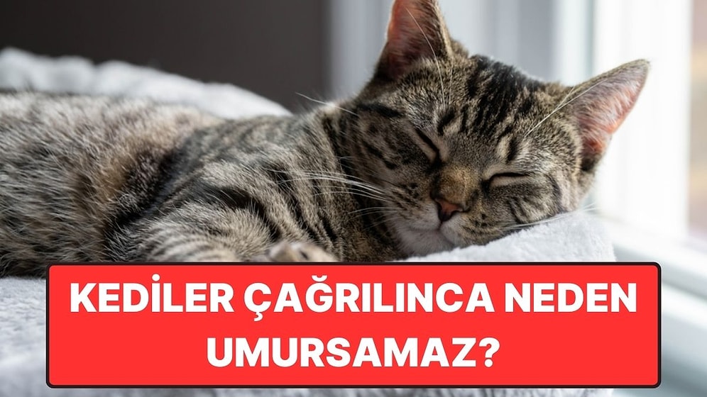 Kediler İsimleriyle Çağırdığımızda Neden Israrla Bizi Umursamaz?