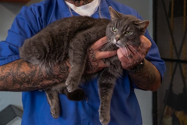 Pendleton Hapishanesi’nde uygulanan FORWARD (Felines and Offenders Rehabilitation with Affection, Reformation, and Dedication) programı, terk edilmiş kedilere ve mahkumlara yeni bir hayat sunuyor.