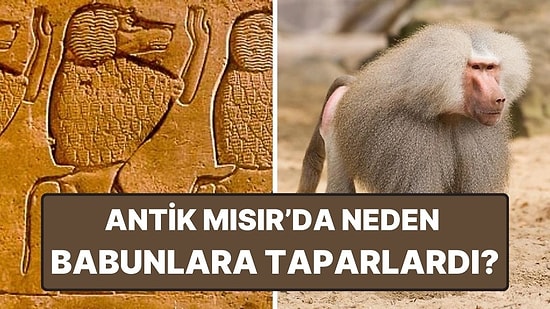 Sadece Kediler Değilmiş: Antik Mısırlıların Babunlara Tapmasının Ardındaki Tarih