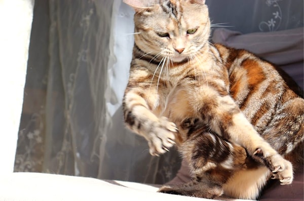 Bazen kuyruk kovalama, sağlıkla ilgili bir sorunun belirtisi de olabilir. Deri alerjileri ya da tahriş, kedinizin kuyruk bölgesinde kaşıntıya neden olabilir.