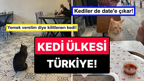 İstanbul’da İlginç Yerlerde Karşılaştığı Kedileri Paylaşarak Puanlayan Turistten Sıcacık Kareler