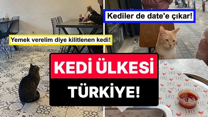 İstanbul’da İlginç Yerlerde Karşılaştığı Kedileri Paylaşarak Puanlayan Turistten Sıcacık Kareler