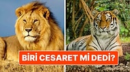 Aslanlar Genelde Daha Güçsüz Olmalarına Rağmen Neden Kaplanlardan Daha Cesur Olarak Kabul Ediliyor?