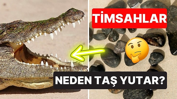 5. Timsahların Kasıtlı Olarak Taş Yutmasının Arkasındaki İlginç Sebebi Öğrenmelisiniz!