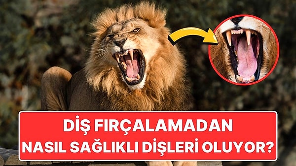 12. Hayvanlar Dişlerini Fırçalamadan Nasıl Bembeyaz Dişlere Sahip Olabiliyor?