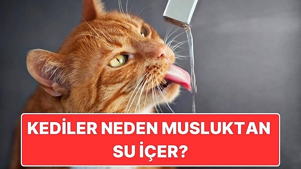 15. Kediler Su Kapları Temiz Olsa Bile Neden Israrla Musluktan Su İçer?