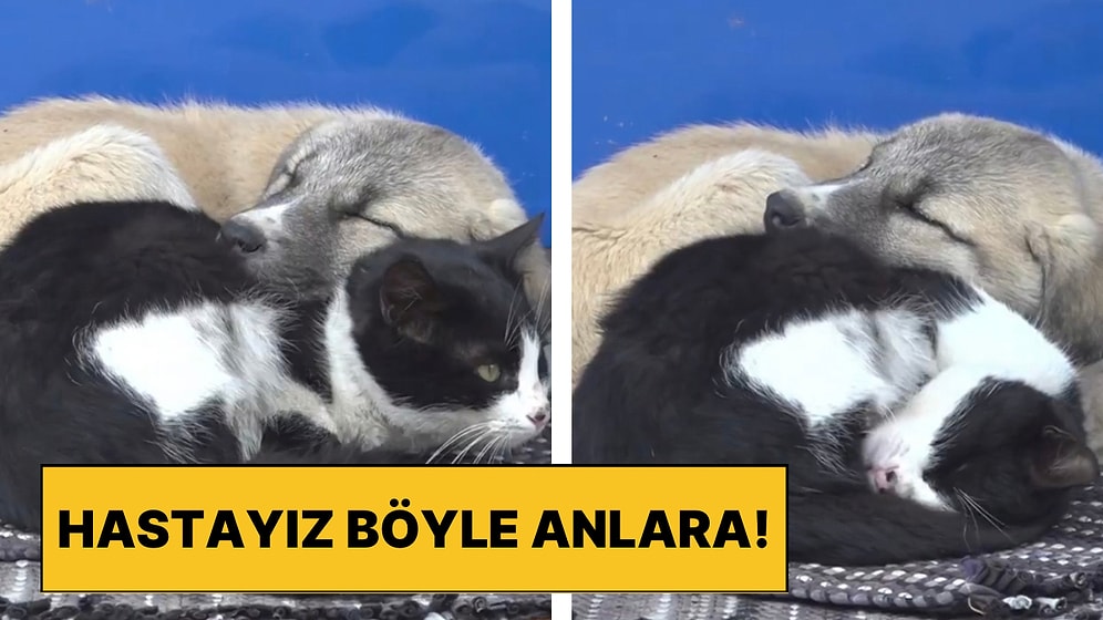 Soğuk Havada Birbirlerine Sığınarak Isınan Kedi ile Köpeğin Uyuduğu Anlara Kalbimizi Bıraktık!