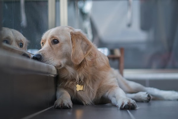 An expert veterinarian shared some ways to determine if dogs are experiencing depression.