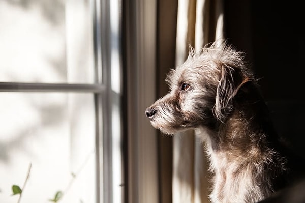 Unusual behaviors, such as chewing objects, soiling indoors, or eating things they shouldn't, should also be noted.