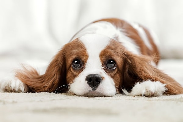 She also advised that before returning to work or school, you should plan to spend time with your dog during the day to prevent boredom and depression.