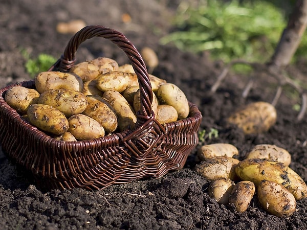 Araştırma sürecinde bir diğer odaklanılan konu ise "patates böceklerindeki şeker-yağ ilişkisi" oldu.