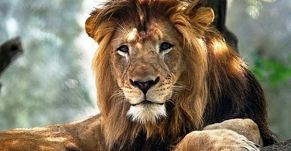 Aslan