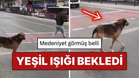 İnsanlar Bile Beklemedi: Karşıdan Karşıya Geçerken Trafik Kurallarına Uyan Medeni Köpek Viral Oldu